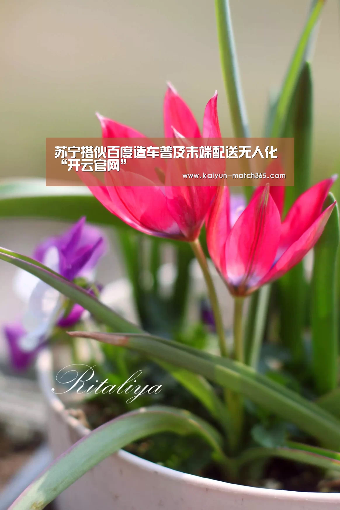 开云官方平台